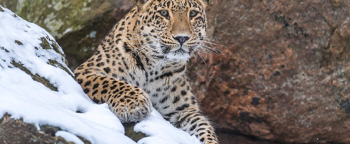 Persischer Leopard © Ola Jennersten / WWF-Sweden