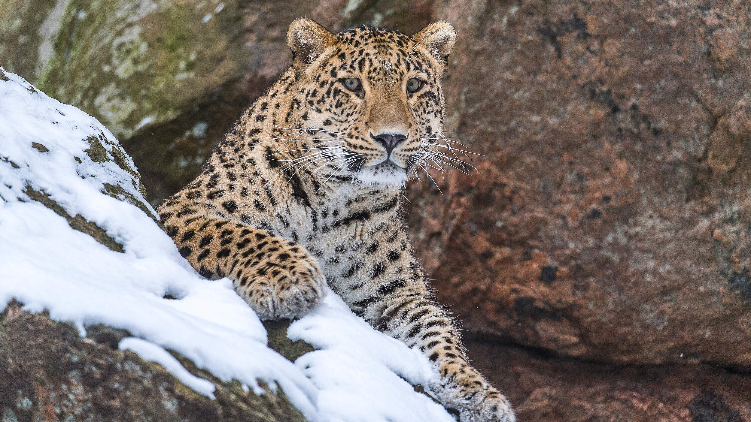 Persischer Leopard 