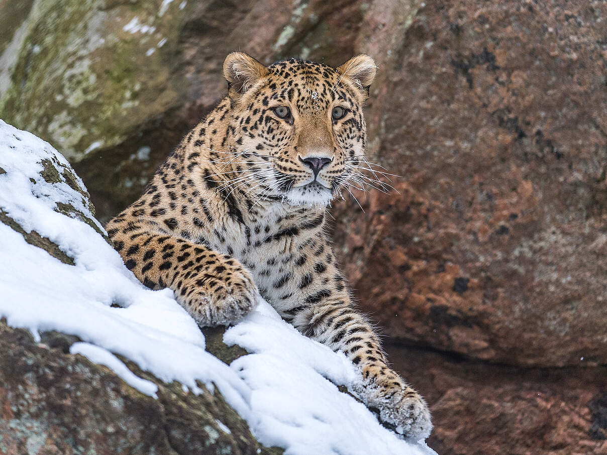 Persischer Leopard © Ola Jennersten / WWF-Sweden