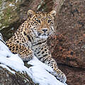 Persischer Leopard © Ola Jennersten / WWF-Sweden