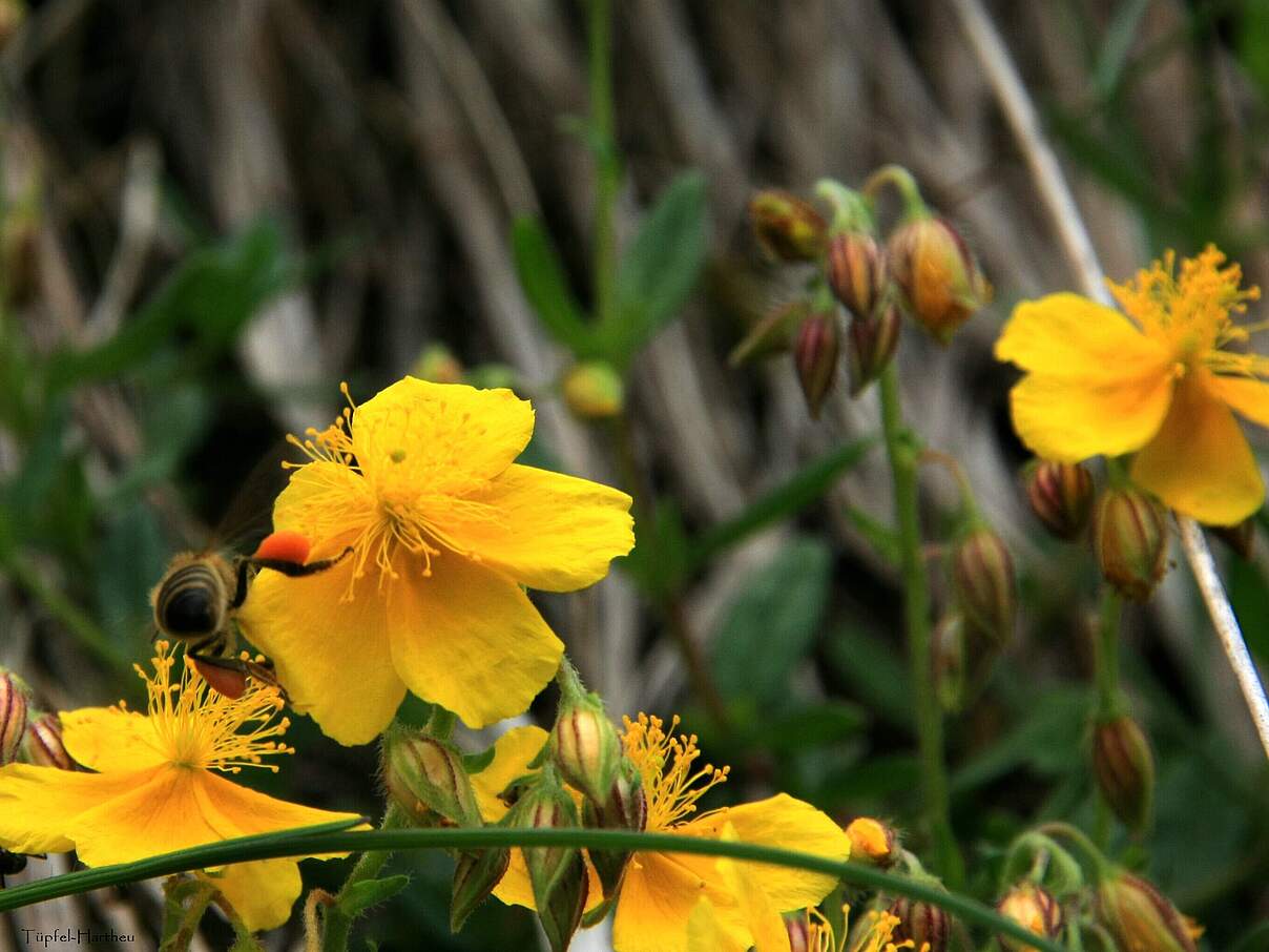 Tüpfel-Johanniskraut