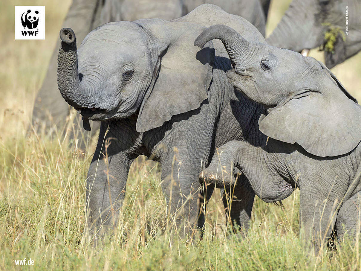 Hintergrundbild zu Ihrer Elefanten-Patenschaft © Richard Barrett / WWF-UK