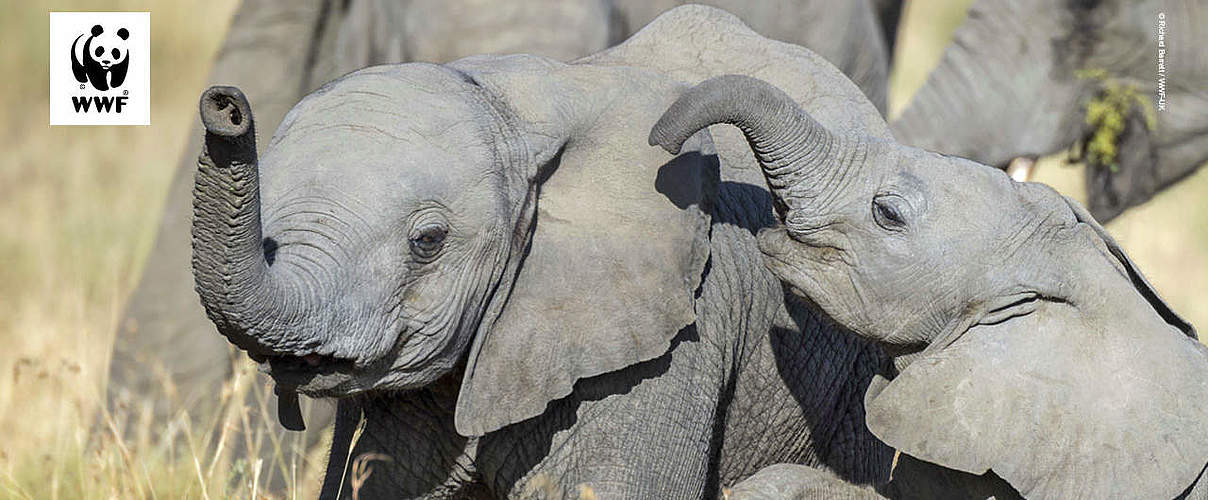 Hintergrundbild zu Ihrer Elefanten-Patenschaft © Richard Barrett / WWF-UK