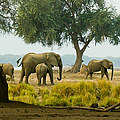 Afrikanische Elefanten © Michael Poliza / WWF