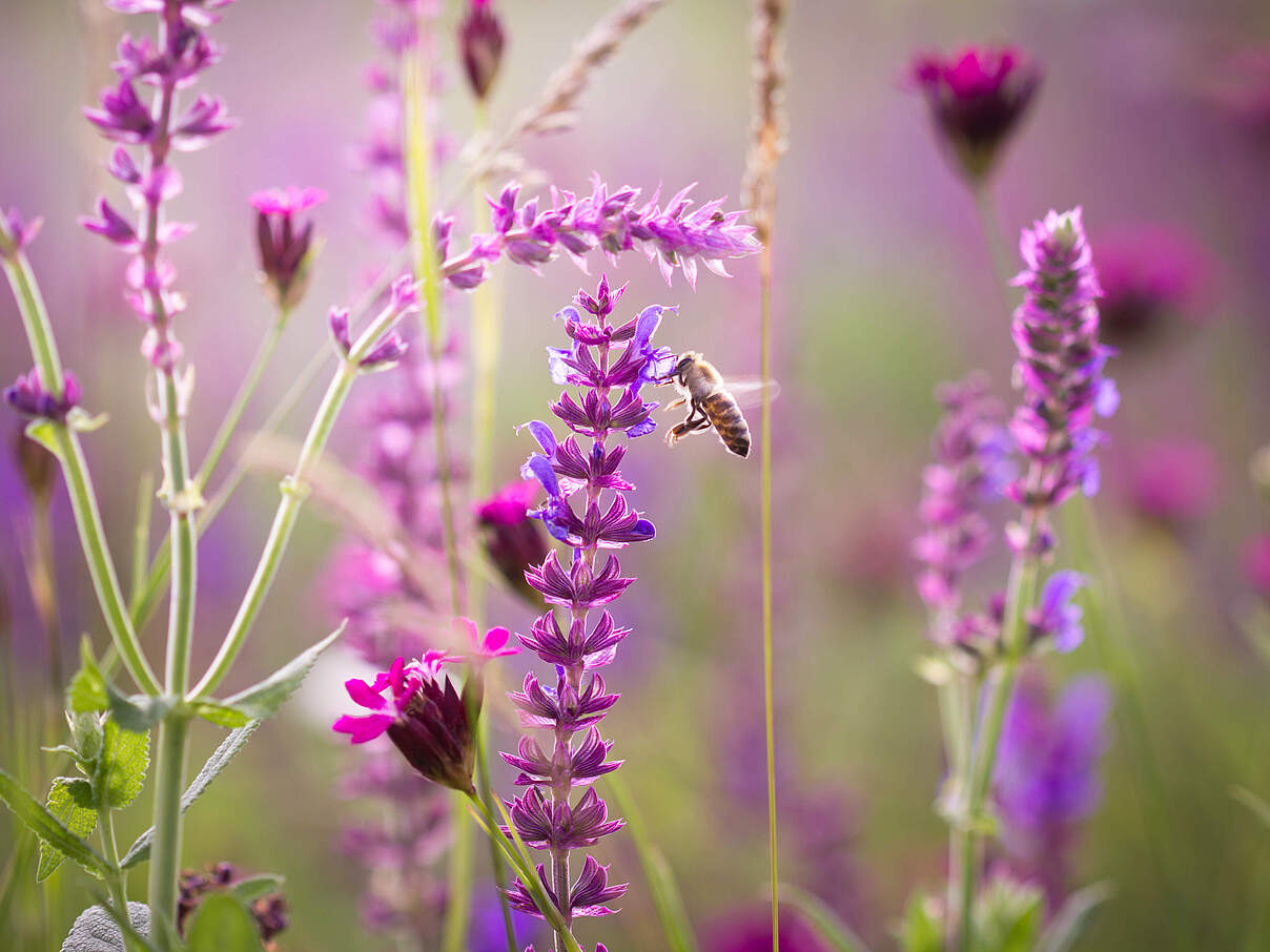 Schöne Wiese mit wilden Blumen