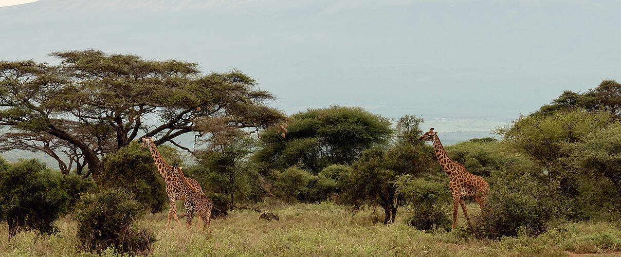 Giraffes with Kilimanjaro Mountain view in Amboseli National Park, Kenya