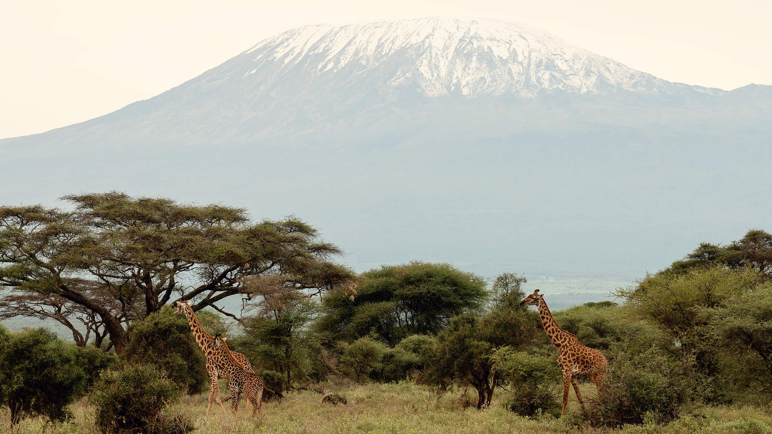 Giraffes with Kilimanjaro Mountain view in Amboseli National Park, Kenya