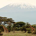 Giraffes with Kilimanjaro Mountain view in Amboseli National Park, Kenya