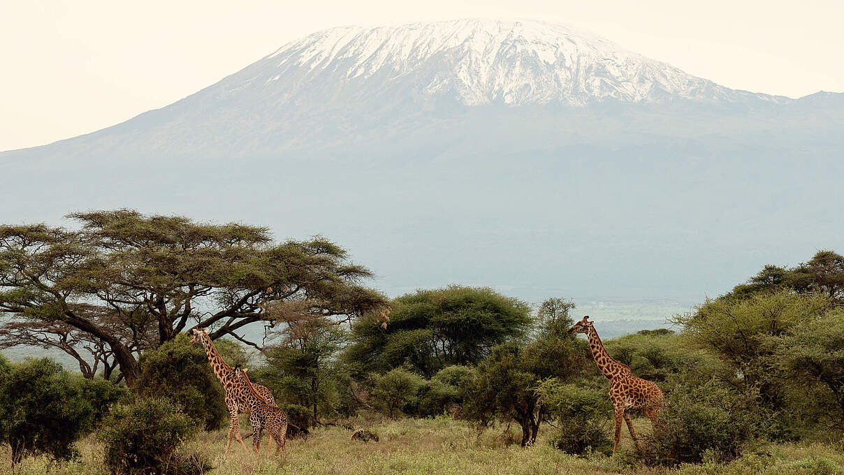 Giraffes with Kilimanjaro Mountain view in Amboseli National Park, Kenya