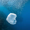Einwegplastiktüte im Meer © John Cuyos / Shutterstock / WWF