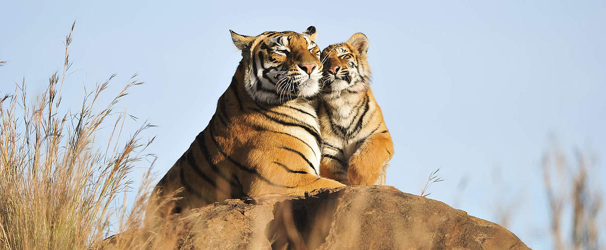 Erwachsener und junger Tiger auf Felsen © iStock / GettyImages