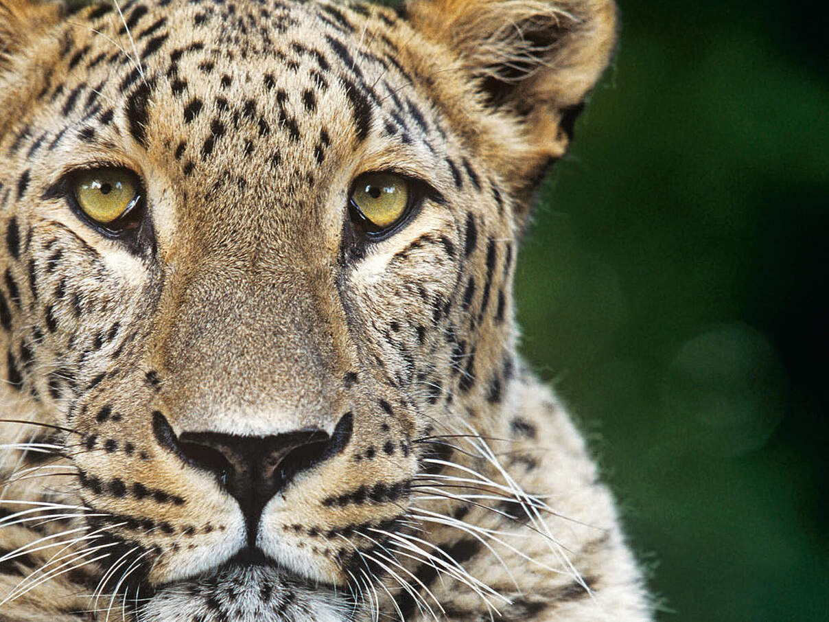 Geschenkurkunde "Leoparden" © WWF