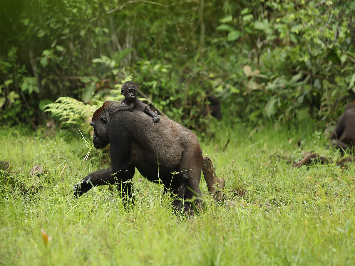 Gorillaweibchen mit Jungem auf dem Rücken durchs Grass laufend in Afrika