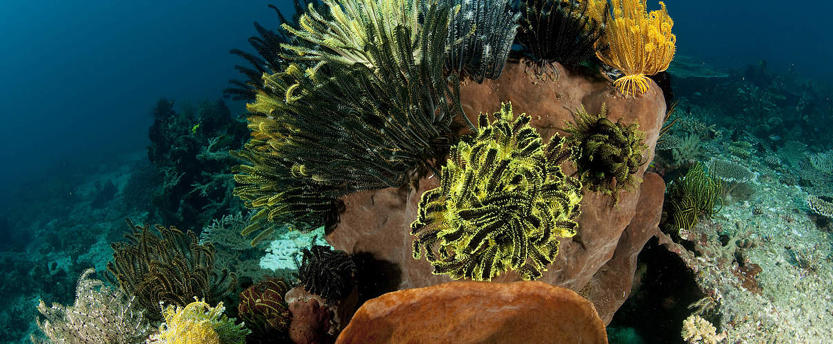 Korallen © Jürgen Freund / WWF