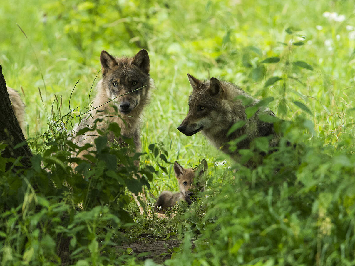 Zwei Wölfe und ein Jungtier (Canis lupus) sind im Dickicht im Wald zu sehen.
