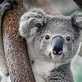 Koala © Shutterstock / Yatra / WWF