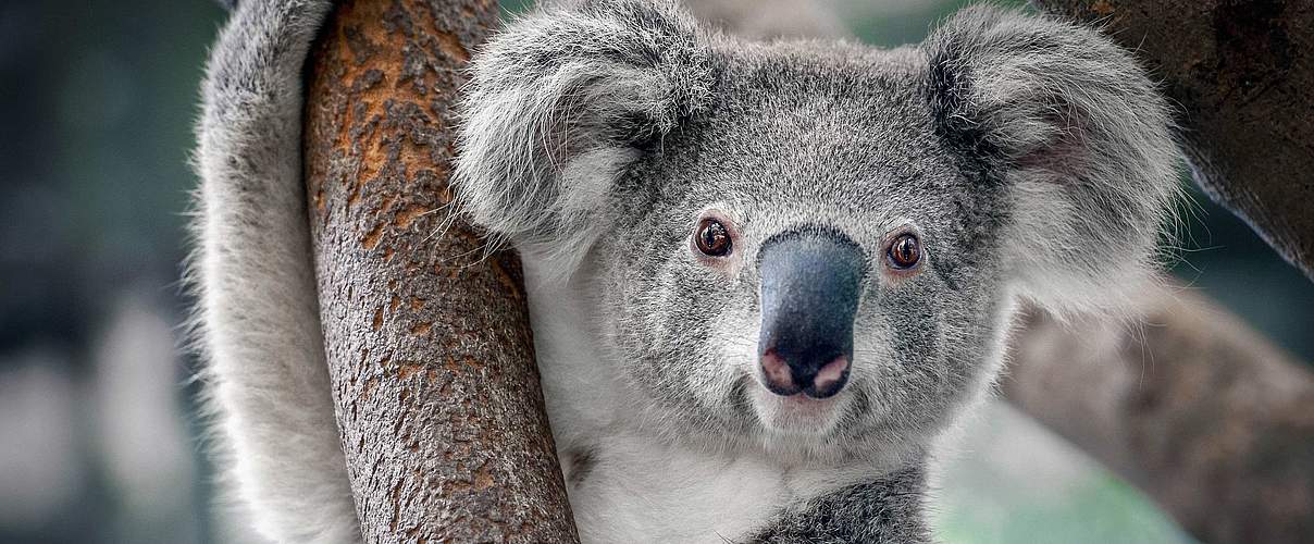 Koala © Shutterstock / Yatra / WWF