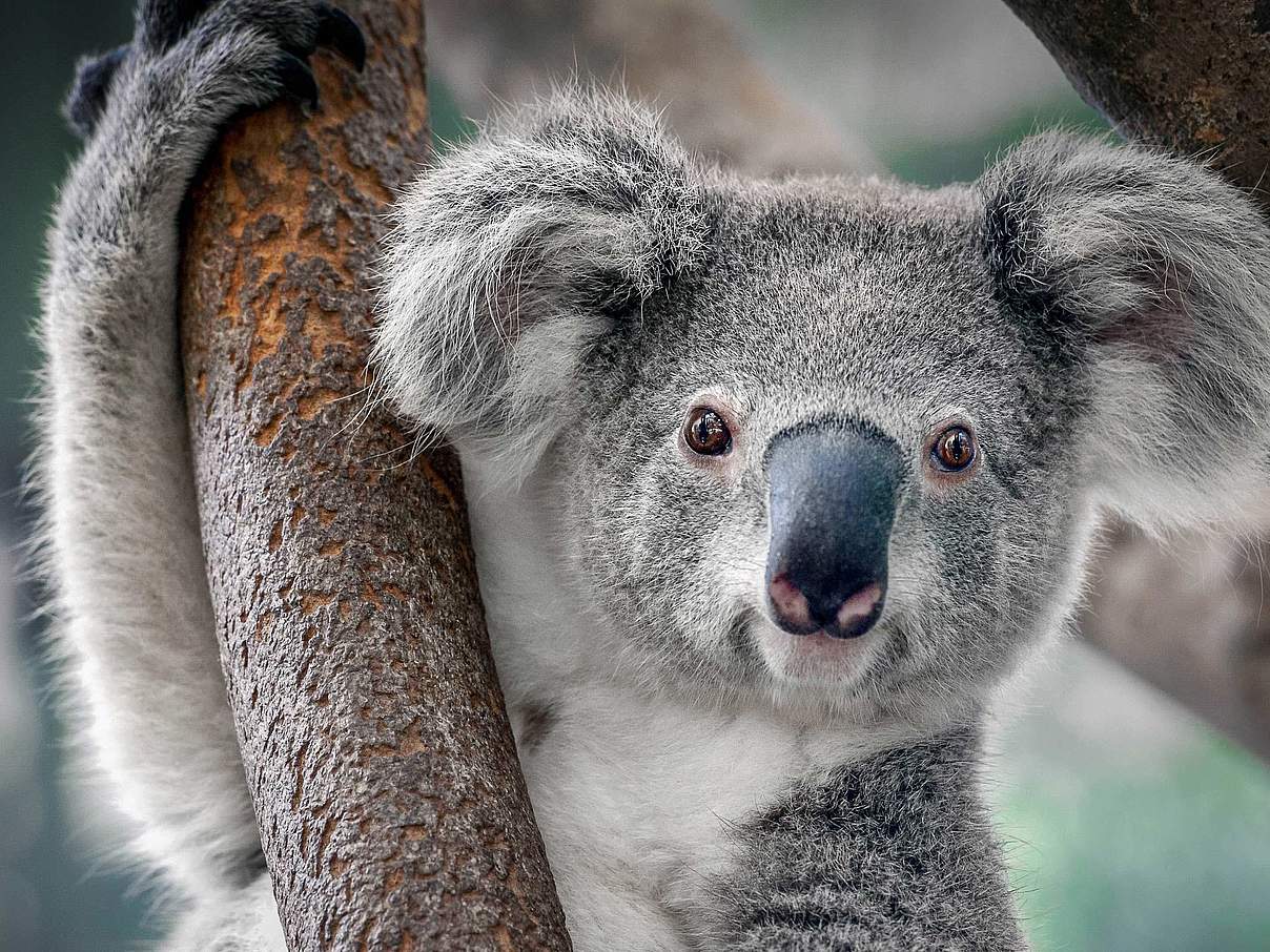 Koala © Shutterstock / Yatra / WWF