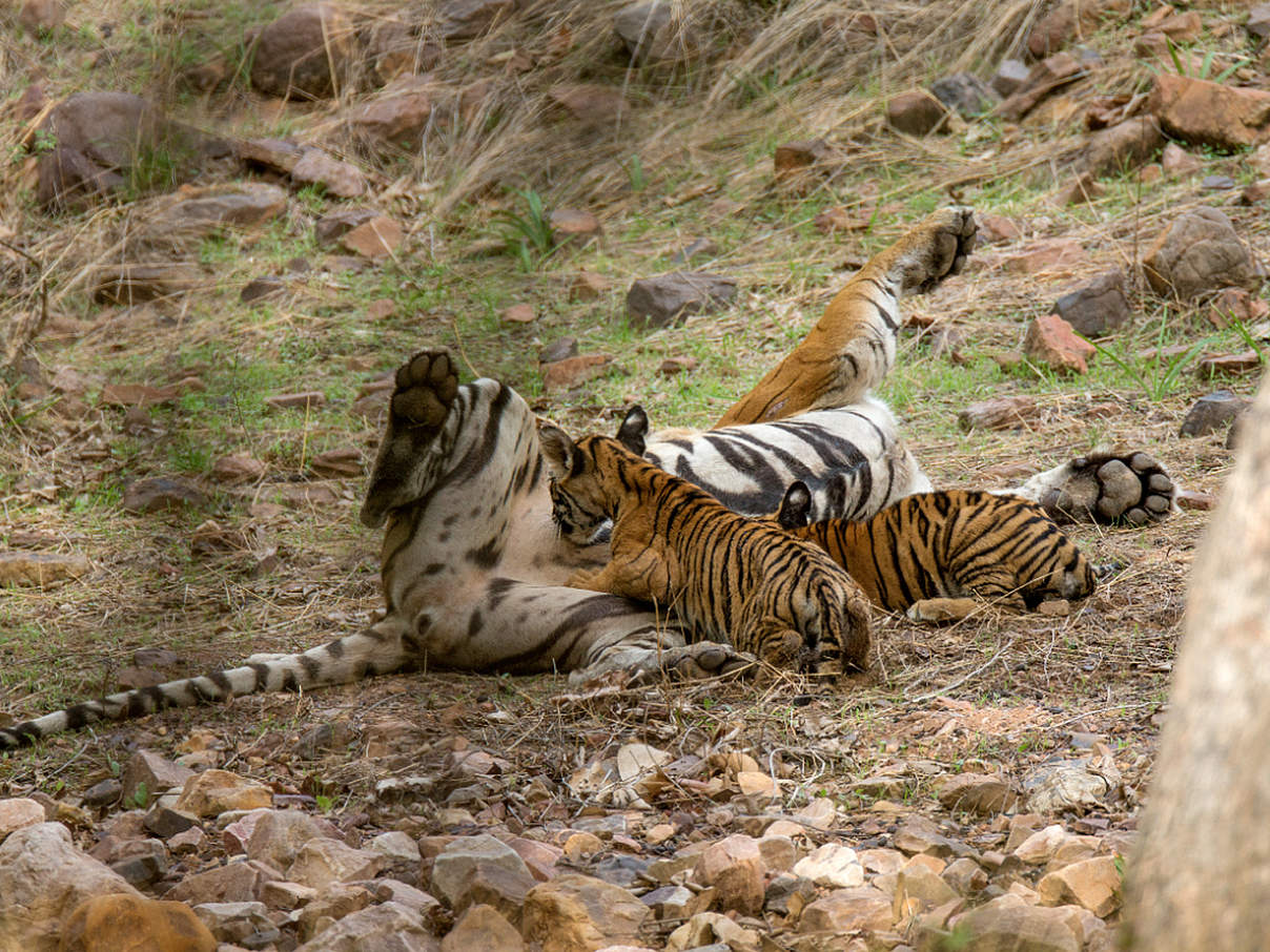 Tiger-Mutter säugt ihre Jungen © Archna Singh / iStock / Getty Images