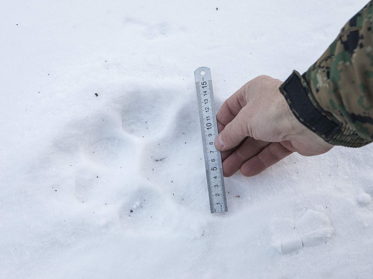 Tigerspur im Schnee © Antonio Olmos / WWF-UK Tigerspur im Schnee © Antonio Olmos / WWF-UK