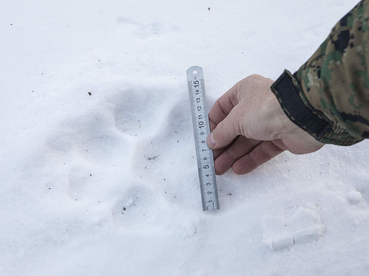 Tigerspur im Schnee © Antonio Olmos / WWF-UK