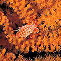 Amphopod auf Tiefwasserkoralle © Erling Svensen / WWF