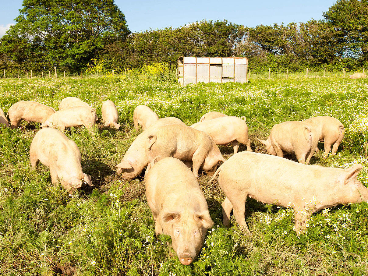 Schweinewiese Bio-Bauernhof WW236607 © Global Warming Images / WWF