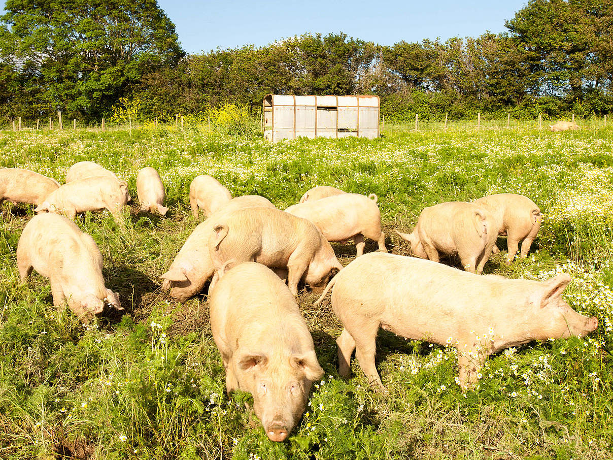 Schweinewiese Bio-Bauernhof WW236607 © Global Warming Images / WWF