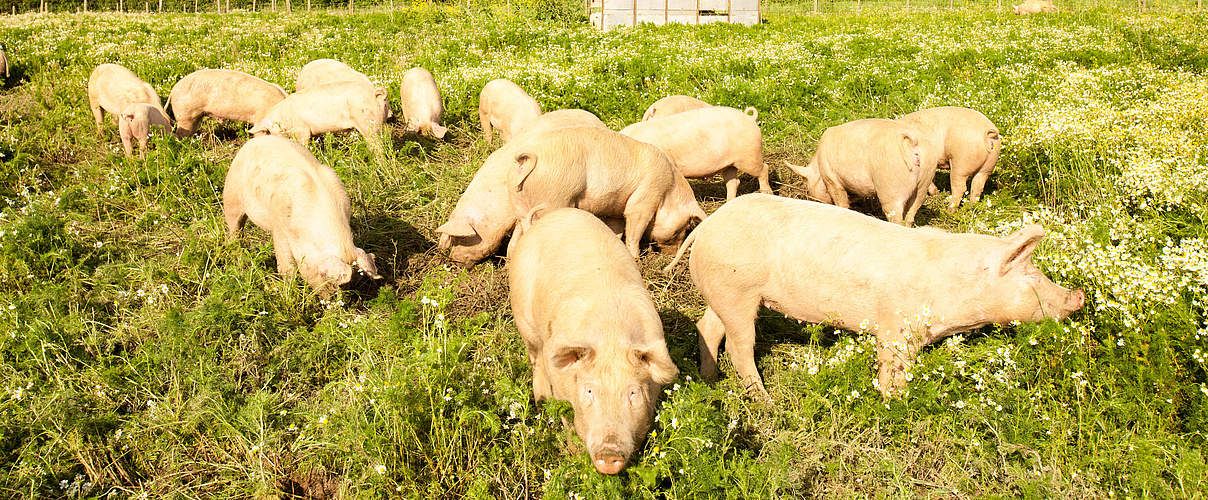 Schweinewiese Bio-Bauernhof WW236607 © Global Warming Images / WWF
