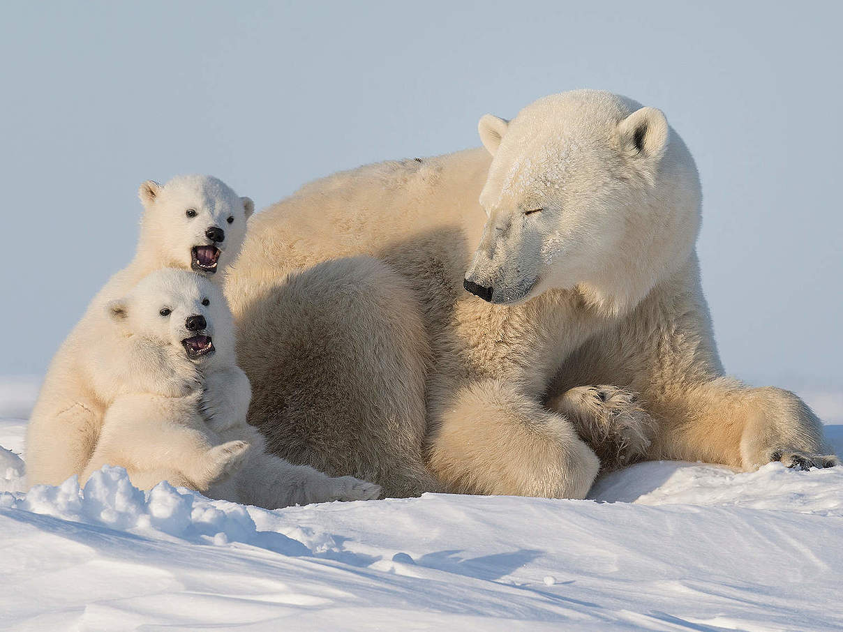 Eisbärin mit zwei Jungtieren © Debra Garside