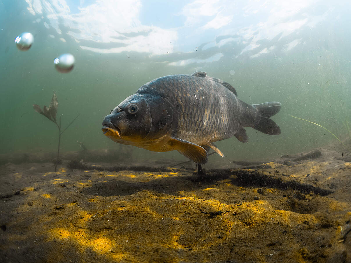 Karpfen © Simon Dannhauer / iStock / Getty Images