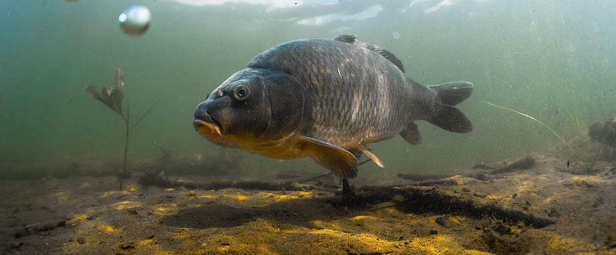 Karpfen © Simon Dannhauer / iStock / Getty Images