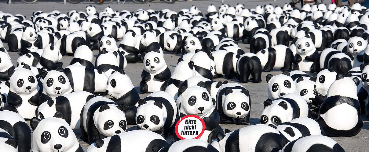 Pandabären bei der Roadshow 2013 in Berlin © Dirk Laessig / WWF