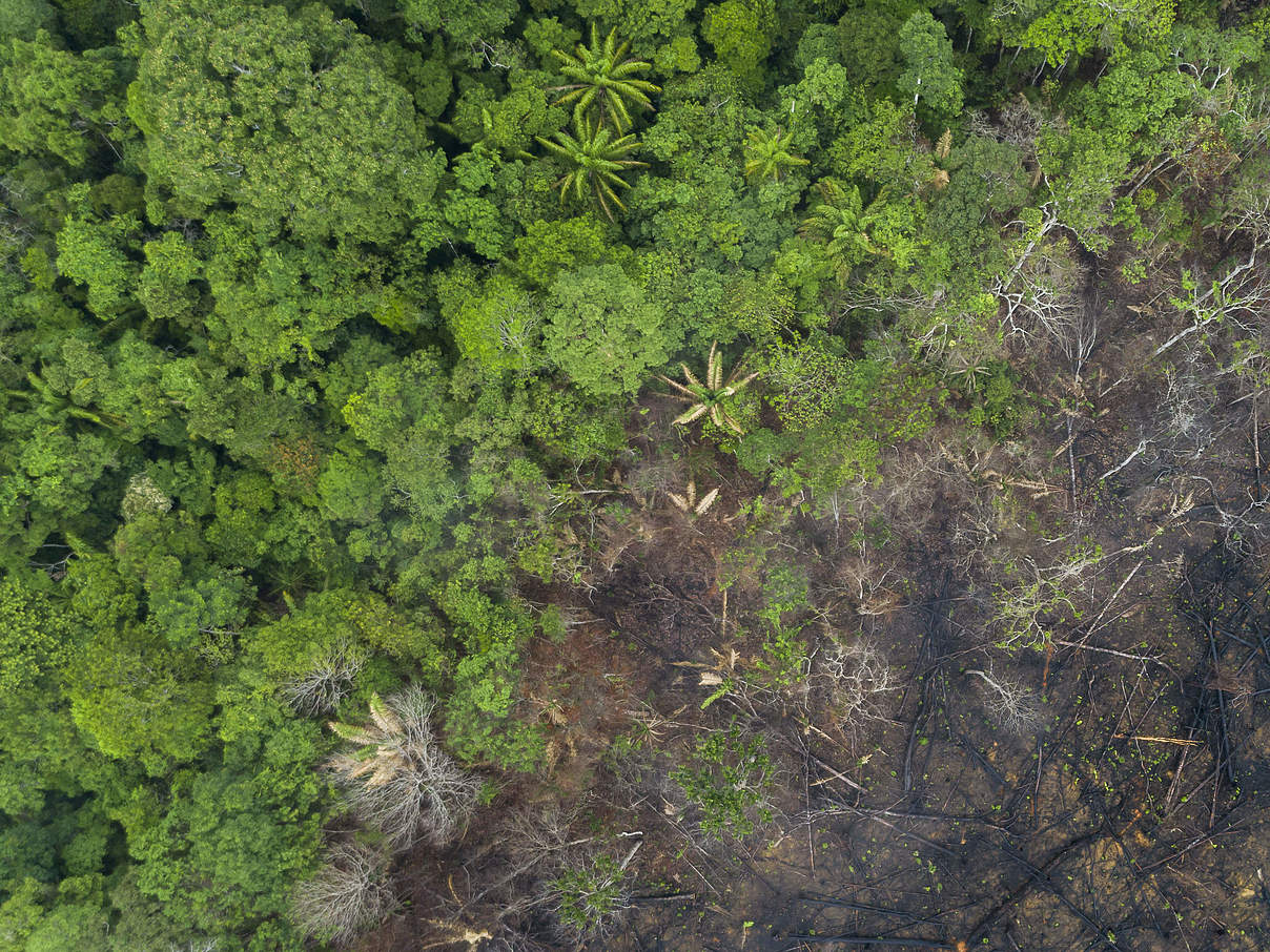 Zerstörtes Regenwaldgebiet in Maués im Amazonas © Andre Dib / WWF Brazil