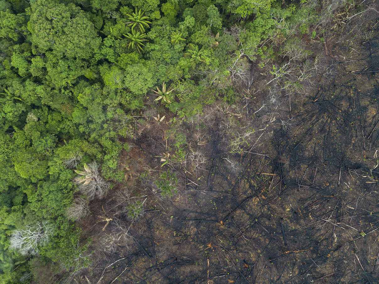 Zerstörtes Regenwaldgebiet in Maués im Amazonas © Andre Dib / WWF Brazil