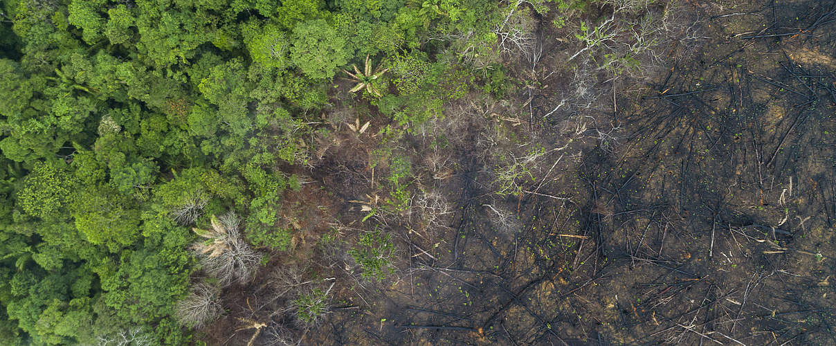 Zerstörtes Regenwaldgebiet in Maués im Amazonas © Andre Dib / WWF Brazil