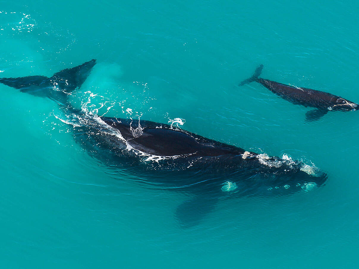 Südkaper Walkuh mit Kalb © Peter Chadwick / WWF