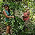 Mate-Anbau in Paraguay © Sonja Ritter / WWF