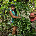 Mate-Anbau in Paraguay © Sonja Ritter / WWF