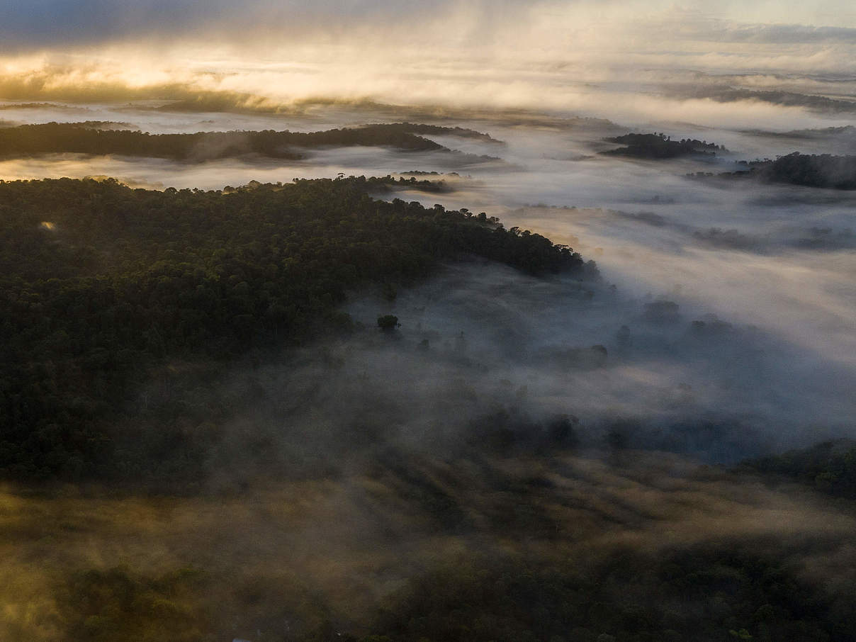 Nourages Naturreservat im Nebel © Emmanuel Rondeau / WWF Frankreich