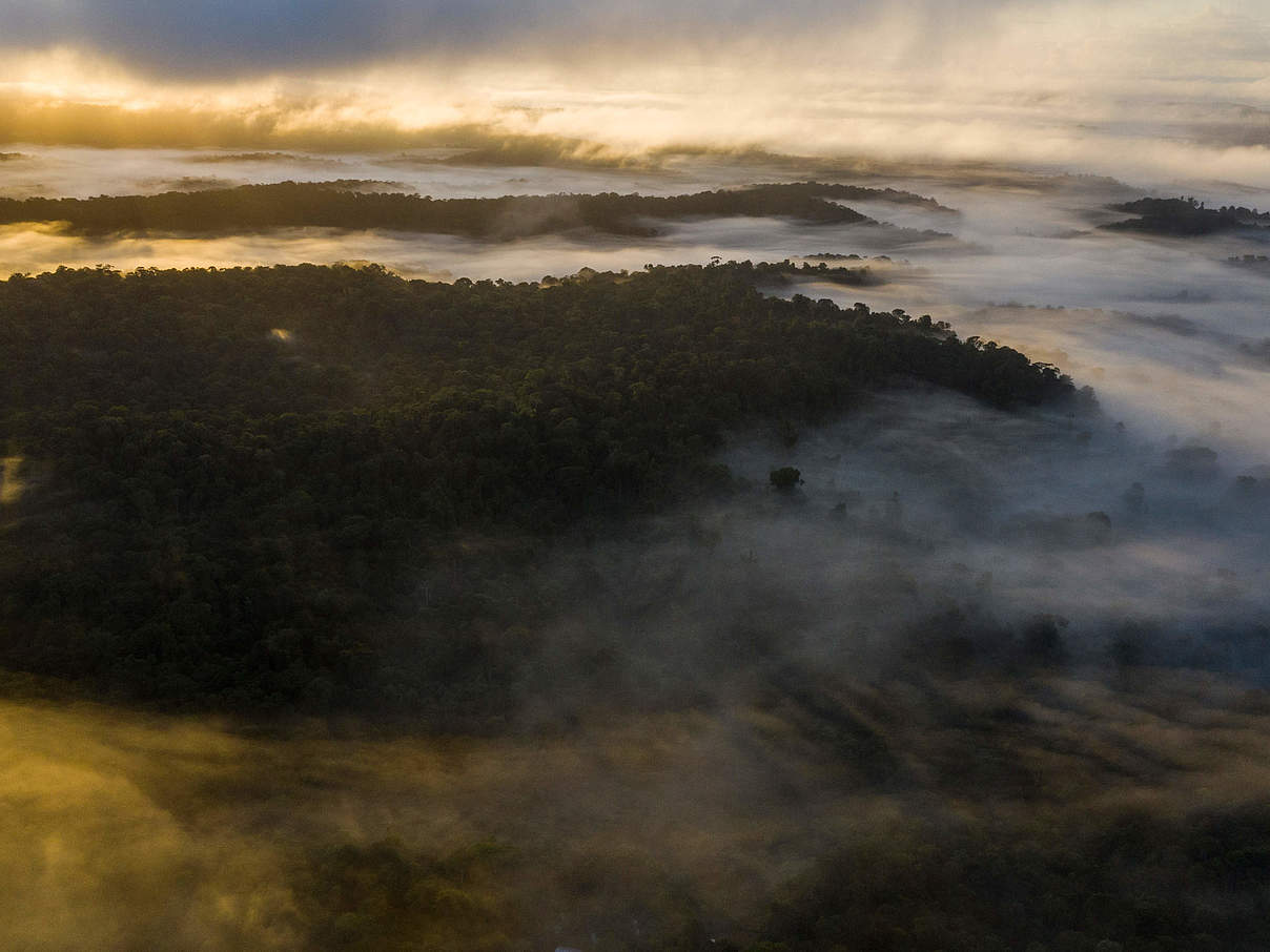 Nourages Naturreservat im Nebel © Emmanuel Rondeau / WWF Frankreich