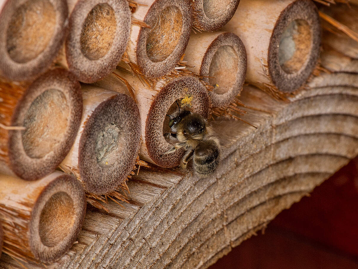 Wildbiene an einem Insektenhotel 