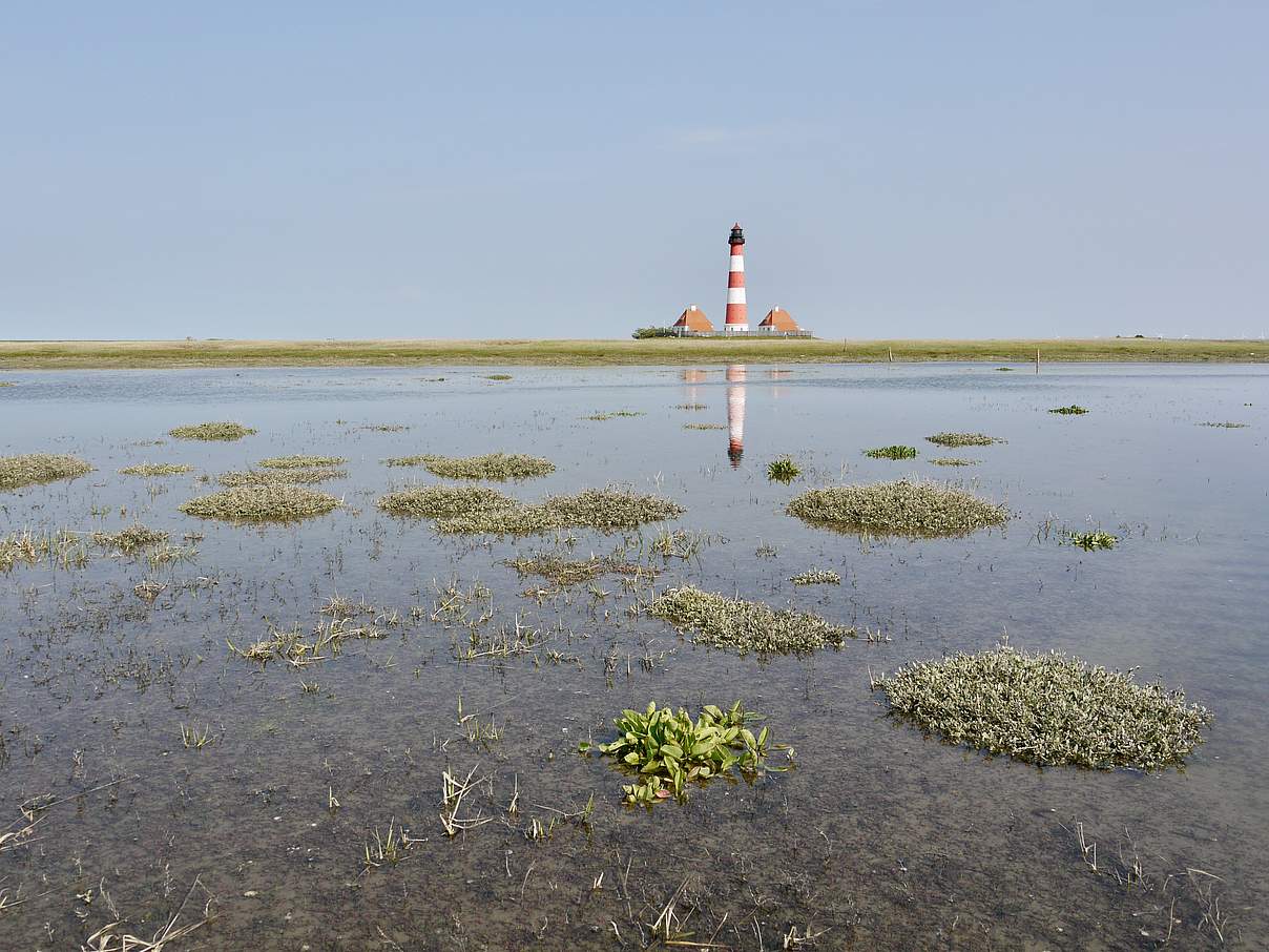 Salzwiese bei Westerhever © Hans-Ulrich Rösner / WWF