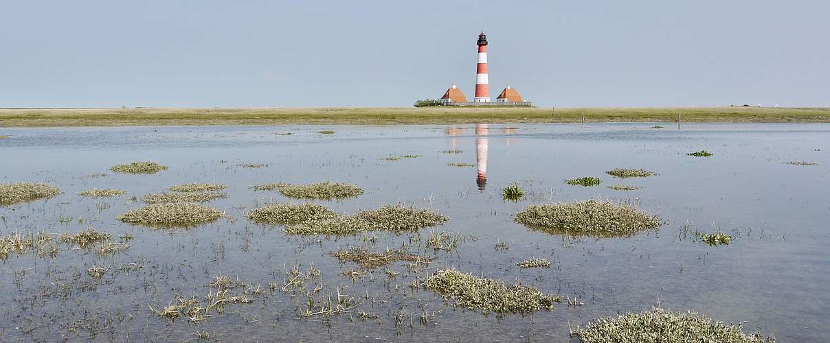 Salzwiese bei Westerhever © Hans-Ulrich Rösner / WWF