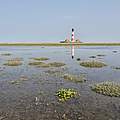 Salzwiese bei Westerhever © Hans-Ulrich Rösner / WWF