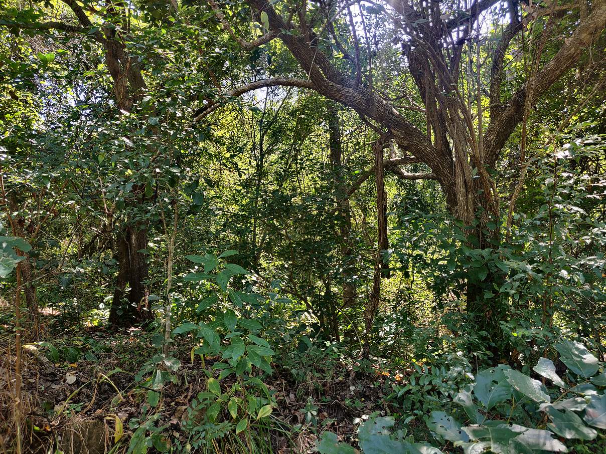 Waldlandschaft in Kilwa © WWF