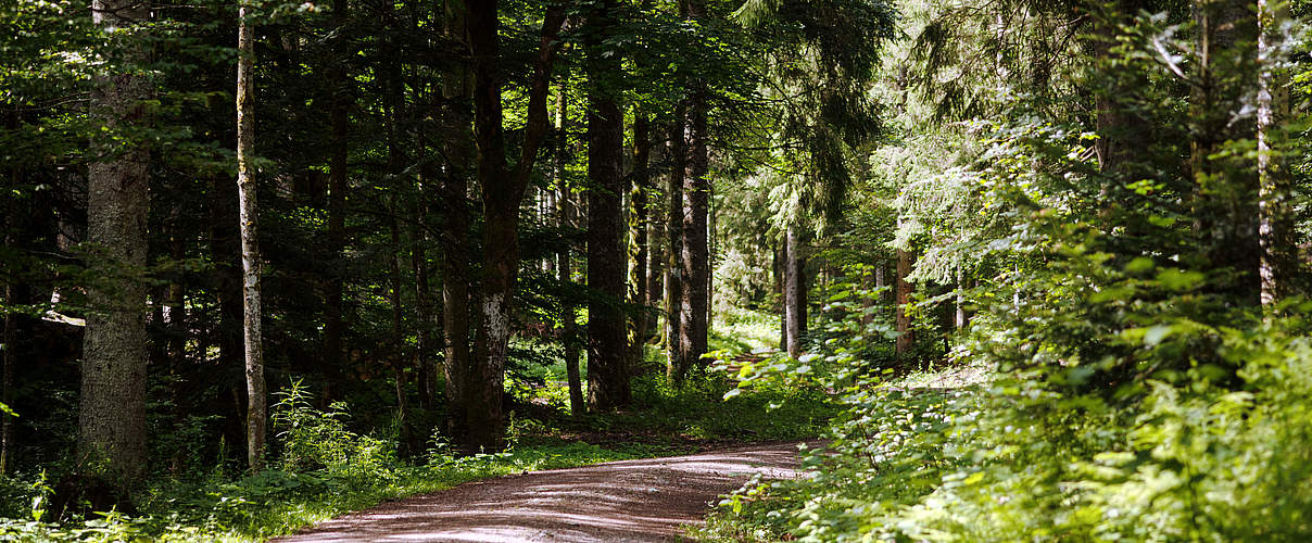 Waldweg durch den Schwarzwald © Claudi Nir / WWF