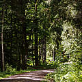 Waldweg durch den Schwarzwald © Claudi Nir / WWF