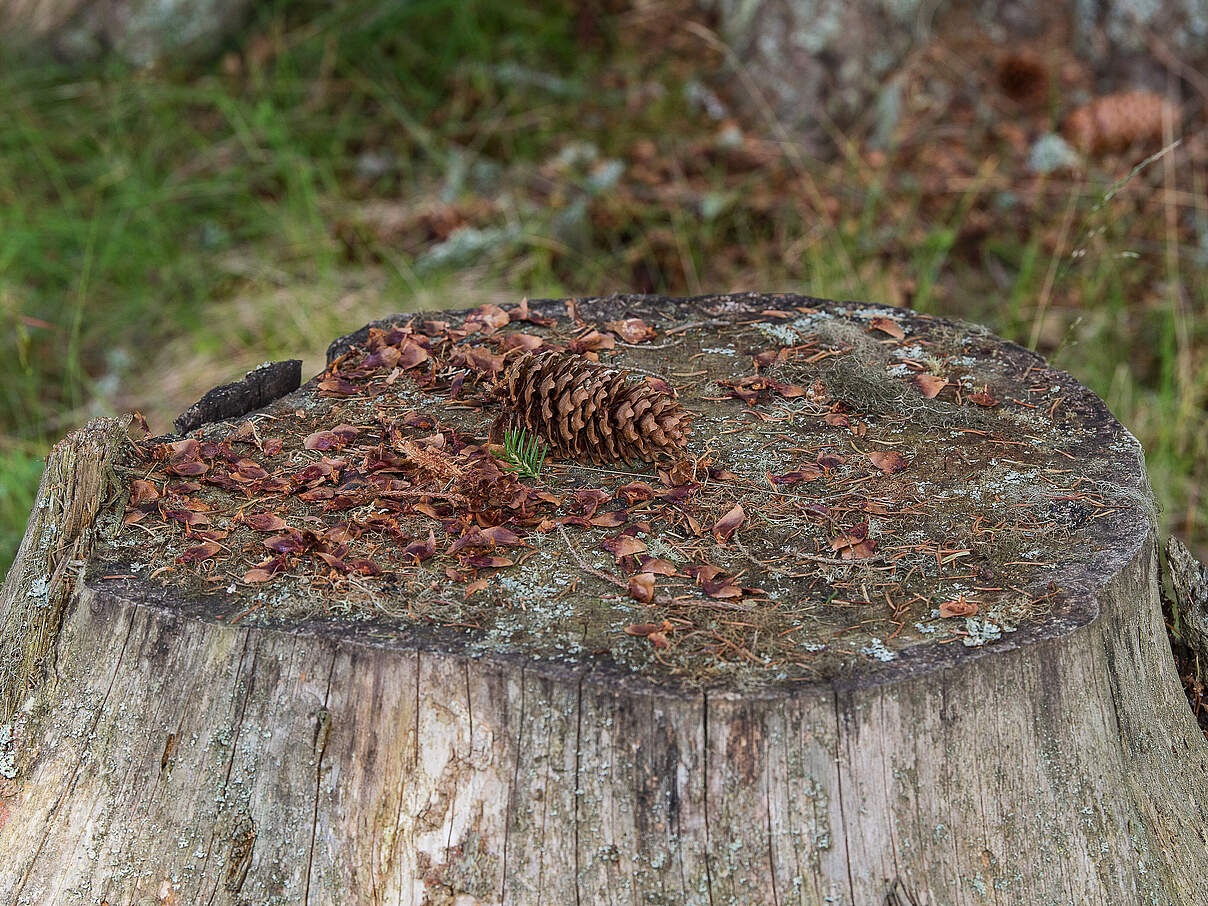 Von einem Eichhörnchen angefressener Zapfen auf einem Baumstamm