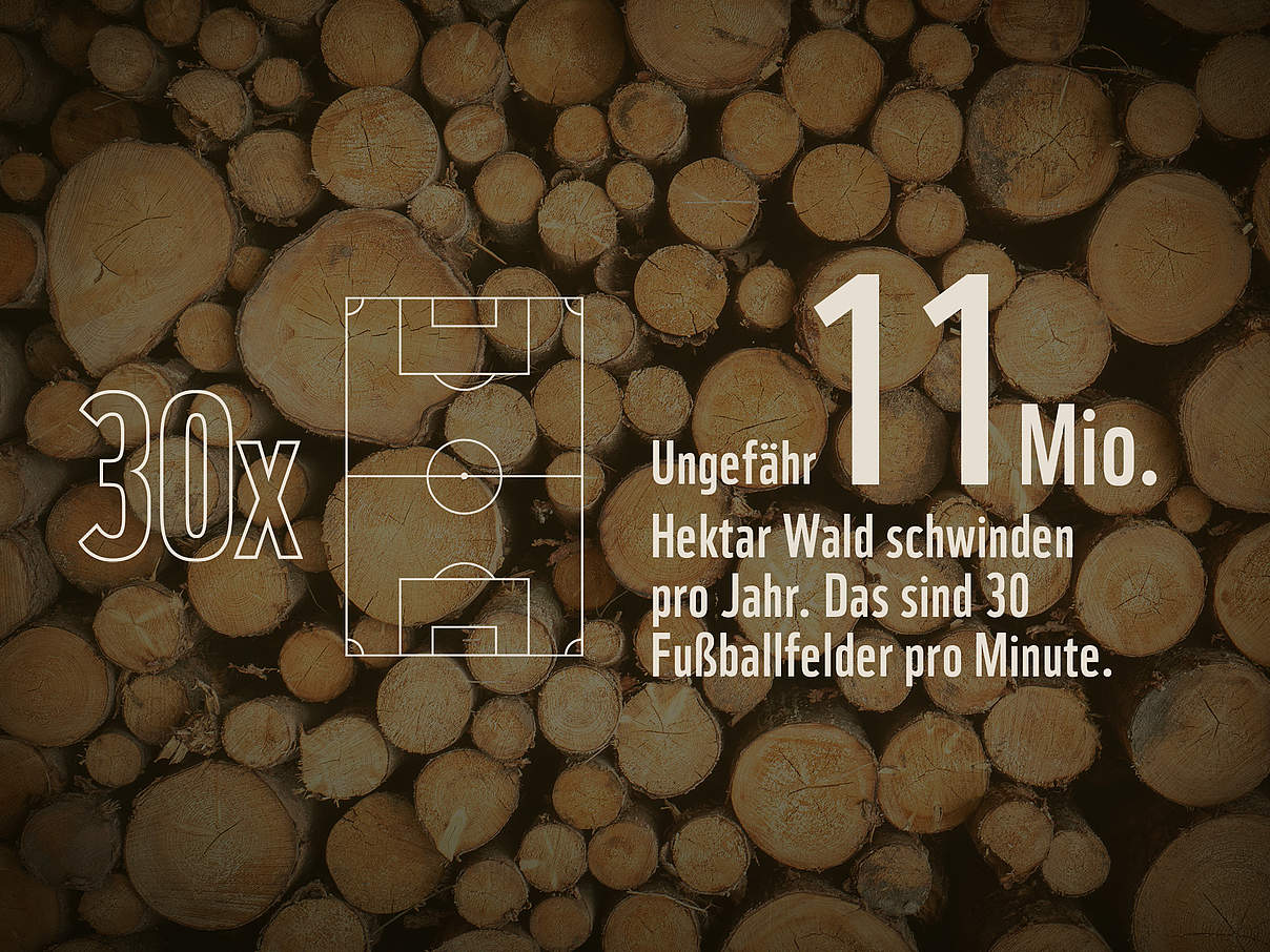 30 Fussballfelder Wald verschwinden pro Minute © Unsplash.com / Justus Menke